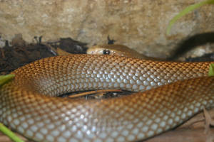 Silky Smooth Taipan Snake Wallpaper