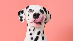 Silly Dalmatian Tongue Out Wallpaper