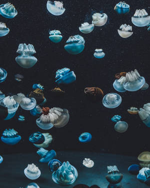 Silver Blue Jellyfish In Underwater World Wallpaper
