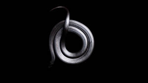 Silver Snake In Black Wallpaper