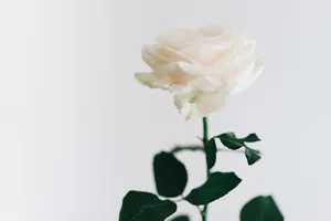 Simple Aesthetic Rose Wallpaper