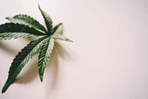 Simple Marijuana Leaf On Table Wallpaper