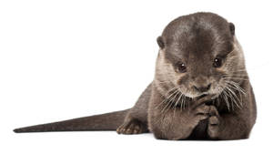 Simple Otter Portrait Wallpaper