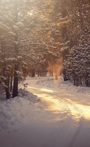Simple Winter Path Woods Wallpaper
