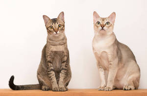 Singapura Cats Sitting Wallpaper