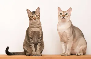 Singapura Cats Sitting Wallpaper