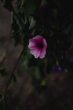 Single Flower Dark Purple Iphone Wallpaper