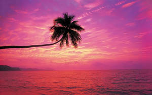 Single Palm Tree On Beach Sunset Wallpaper