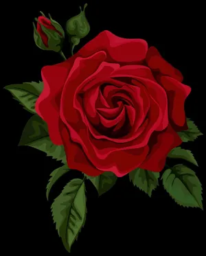 Single Red Rose Wallpaper Wallpaper