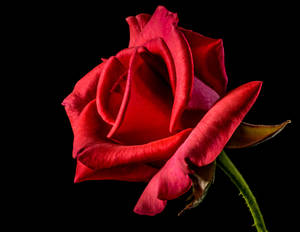 Single Stem Of Red Rose Wallpaper