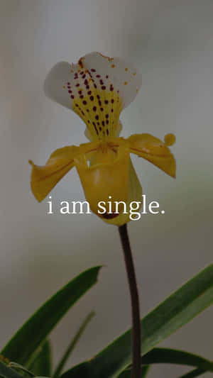 Single Yellow Orchidwith Text Wallpaper