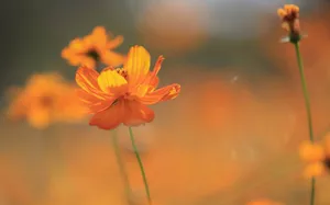 Singular Orange Flower Wallpaper