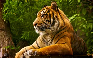 Sitting Bengal Tiger Portrait Wallpaper
