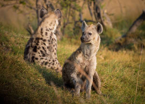Sitting Hyenas Predator Wallpaper