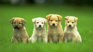 Sitting Puppies On Grass Wallpaper