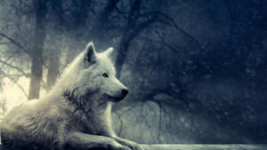 Sitting White Wolf Wallpaper