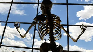 Skeleton Meme Staring Outside Wallpaper