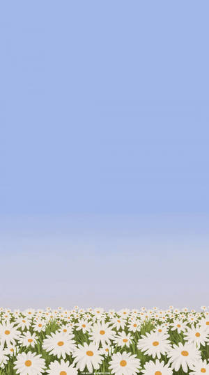Skies And White Daisy Iphone Wallpaper