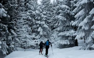 Skiing Snow Forest Wallpaper