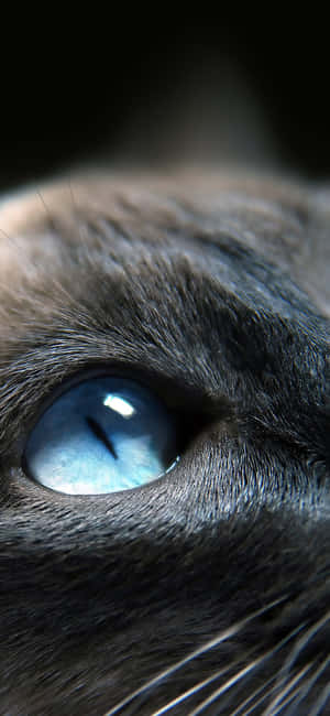 Sky Blue Cat Eyes Closed Up Wallpaper