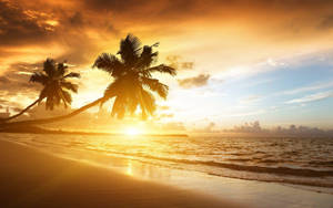 Slanted Palm Trees On Beach Sunset Wallpaper