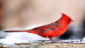 Sleek Cardinal Wallpaper