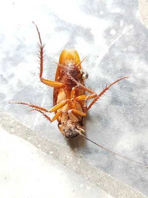 Sleeping Adult American Cockroach Wallpaper