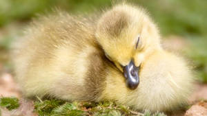 Sleeping Baby Duck Wallpaper