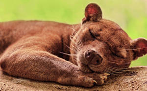 Sleeping Brown Fossa Wallpaper