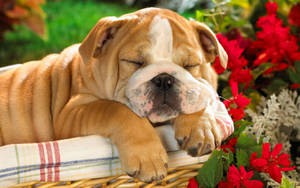 Sleeping Bulldog In Front Of Christmas Tree Wallpaper