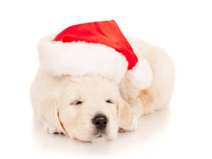 Sleeping Cute Santa Puppy Wallpaper