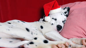 Sleeping Dalmatian In Christmas Hat Wallpaper