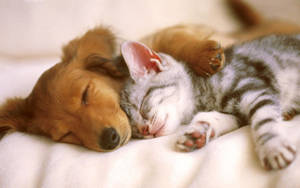 Sleeping Dog And Cat Wallpaper