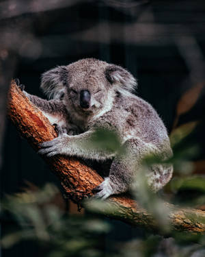 Sleepy Koala On Tree Branch Wallpaper