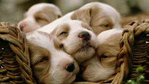Sleepy Puppies On Basket Wallpaper