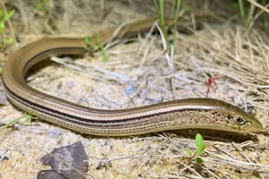 Slender Glass Lizard Close-up Wallpaper