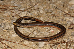 Slender Glass Lizard On Dry Surface Wallpaper