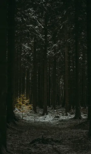 Slender Tree Trunks Dark Forest Wallpaper