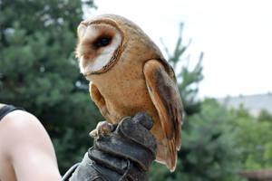 Slovakia's Wild Owl Wallpaper