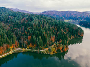 Slovenia Pine Tree Forest Wallpaper