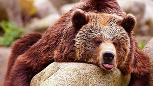 Slumped Grizzly Bear Wallpaper