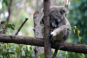 Slumped Koala Bear Wallpaper