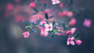 Small Baby Pink Flower Wallpaper