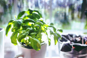 Small Basil Herb Plant On A White Ceramic Wallpaper