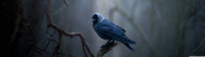 Small Blue Bird Wallpaper