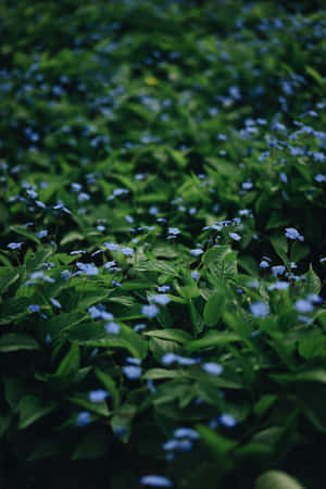 Small Blue Flowers Phone Wallpaper