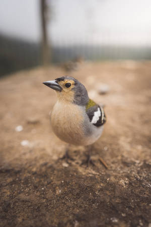 Small Brown Beautiful Birds Wallpaper