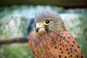 Small Brown Red Falcon Wallpaper