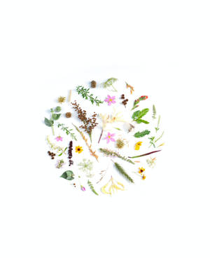 Small Flowers On White Background Wallpaper