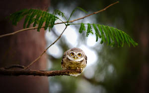 Small Owl On Branch Wallpaper
